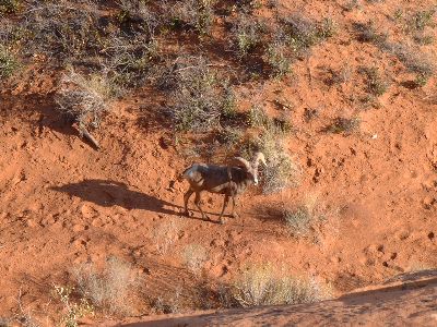 Big Horn Sheep