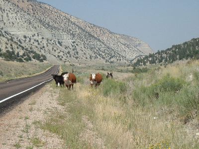 Cows along Road