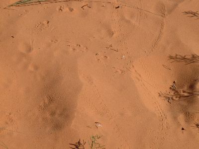 Animal tracks at Coral Pink Dunes