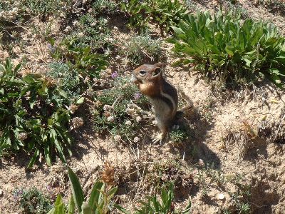 Chipmunk at Cedar Breaks