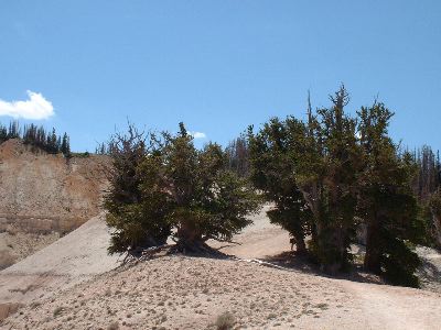 Ancient bristlecone pines at Cedar Breaks