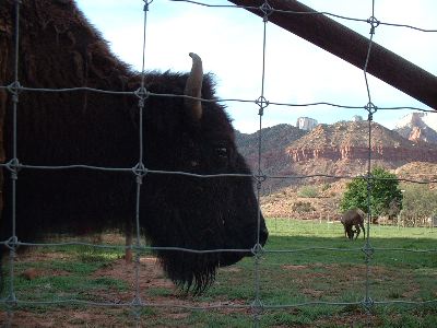 Bison in Springdale