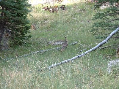 Wild Turkeys