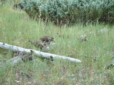 Wild Turkey Chicks