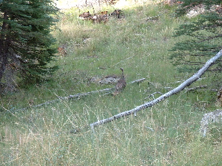 Wild Turkey and Chicks