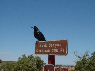 Raven at Buck's Canyon Overlook